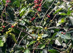 safra-de-cafe-deve-crescer-2,7%-e-chegar-a-56-milhoes-de-sacas-em-2025