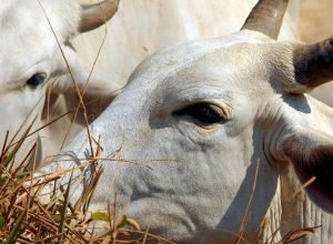 auditorias-apontam-avancos-no-controle-da-origem-da-carne-na-amazonia
