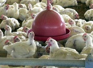 china,-ue-e-argentina-suspendem-compras-de-carne-de-frango-do-brasil