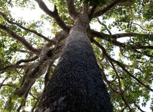 viva-maria-ecoa-protestos-contra-o-pl-da-devastacao