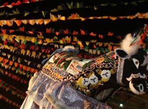 sao-pedro-e-sao-marcal:-festejo-dos-bois-chega-ao-apice-em-sao-luis