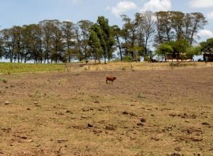 chuvas,-estiagem-e-seca-deixam-20-municipios-em-situacao-de-emergencia