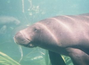 projeto-no-para-busca-garantir-sobrevivencia-de-peixes-boi-resgatados