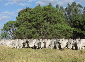 Megaleilao-CFM-2025-500-touros-Nelore