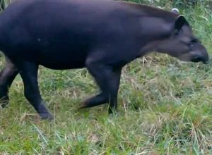 Tapirus terrestris Divulgação