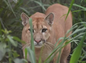 Imagem de Joares May/Instituto Ampara Animal
