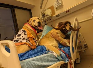 cães de assistência para veteranos