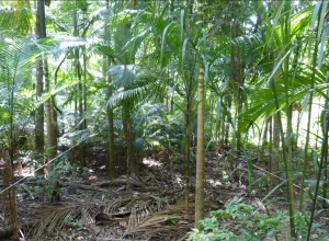 I Seminário Brasileiro da Palmeira Juçara em Sistema Agroecológico
