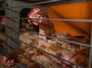 gripe-aviaria-brasil-2025